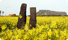 済州島観光ツアー